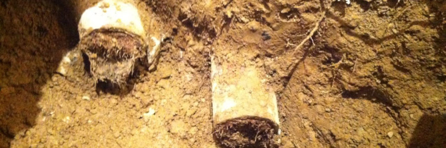 roots in drain